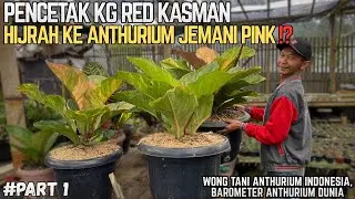 BREDER KUPING GAJAH RED KASMAN HIJRAH KE ANTHURIUM JEMANI PINK !! KANDANG TWK PRODACTION !!