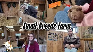 A day out at Small Breeds Farm! - Mini Farm, Much Cuteness! 🐥🐐🐰 #trip #dayout #farm #familyfriendly