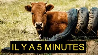&Ocirc; P&Egrave;RE ! LE SERPENT ATTAQUE LA VACHE DE LA PUISSANCE D'ALLAH EST LE MIRACLE D'ALLAH