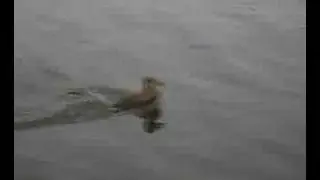 Ente