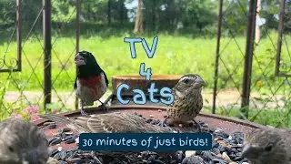 TV for Cats | 30 Minutes of Bird Watching