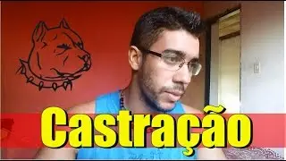 Castração Pitbull