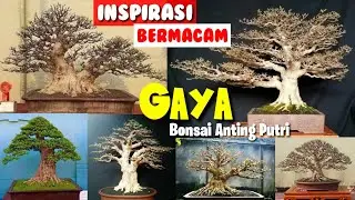 Inspirasi Bonsai Anting putri || berbagai gaya dalam pembentukan Bonsai