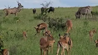 Kudu, Impala and Zebra grazing together. #animals #zebra #impala #nature #travel #live #livestream
