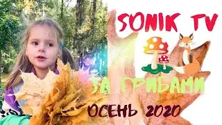 Собираем грибочки с Соней #soniktv #сониктв #прогулкиполесу #ходимзагрибами #ребеноквлесу #осень2020