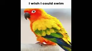 watiwant (slowed) duck edit :D