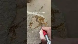 If You Love Fossils, Dinosaurs & Behind-the-Scenes Prep&hellip; You&rsquo;re in the Right Place