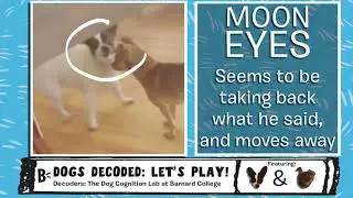 Dogs Decoded: Your Dog's Body Language Explained: Ep 1 How Dogs Play