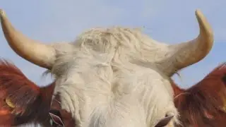 animals shorts  is livecow animal cartoon video / cow animal cartoon #cowanimal​ #cow​