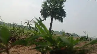Our Rural Crop Field and nature scenery
