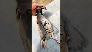 Bohat bara nuksan, Pakistani national bird. #veiws_viral_video_subscribers