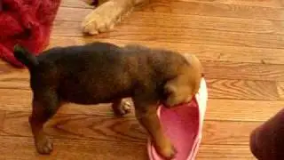 Puggle puppies - playing with Bella II