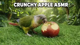 Relaxing Conure Eating Apple | Conure Sounds 