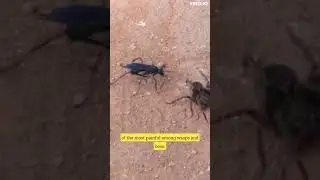Unraveling the mysteries of the Hunting Wasp: the ultimate survivor.