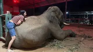 บัวบาน นาโน ชื่นใจ Elephant Thailand