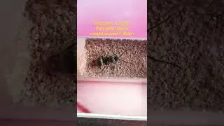 Poly Gold Queen - February 11, 2023 #ant #antkeeper #antkeeping #polyrachis