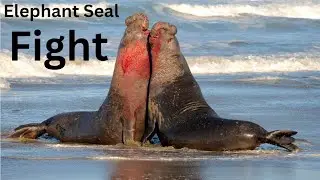 Elephant Seal Fight
