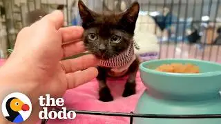 Крошечный котенок, найденный заживо погребенным на кладбище, обожает ежедневно наблюдать за птица...