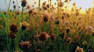 CINEMATIC | SINAR MENTARI DI PAGI HARI | SINEMATIK STORY WA | NATURE