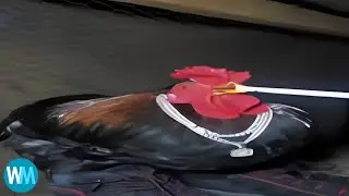 Top 7 chicken