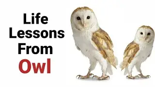 Things to learn from Owl | Wisdom of Owl | Life lessons | Animal Series | Lead International
