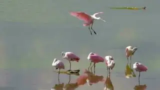 RoseateSpoonbill#shorts#BirdWatching#AvianBeauty#WadingBirds#PinkBirds#BirdBehavior