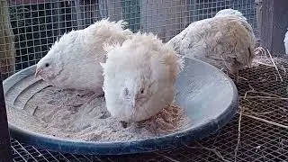 White Quail Enjoying a Sand Bath 🛁 | Quail Care Tips + Cat TV Bonus!