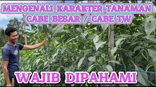 KARAKTER CABE MERAH BESAR / CABE TW YANG HARUS DIPAHAMI, SUPAYA BERHASIL