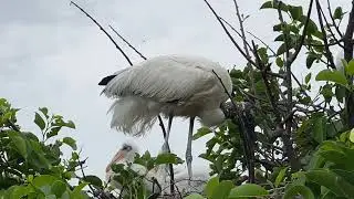Visitando Wacodahatchee wet lands