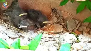 Parent brown rock chat bird struggling to grow babies in hot summer days @BirdPlusAnimals