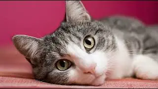 Playlist(cat purring) - The Cutest Cat Relaxing! 🐱💤