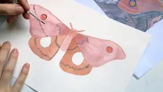 Timelapse watercolour painting - Lepidoptera Helena Gum Moth