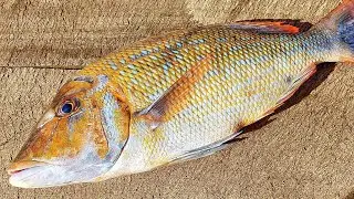 Spangled Emperor Fish Cutting Skills |Fish Chopping Skills | Fresh Sea Fish Cutting Skills