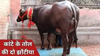 23 किलो की ताजा झोटी और भैंस, कांटे के तोल में बिक्री के लिए || Rohtak Dairy Farm (9728657908)