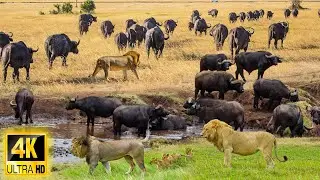 4K African Animals: Most Amazing Wildlife Encounters of Kruger National Park With Real Sounds in 4K