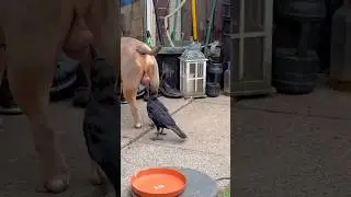 crows are so intelligent