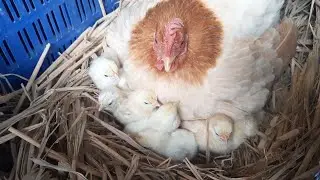 Start of a newly born Japanese Bantam Chicks | Episode 1