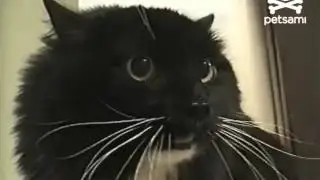 The 