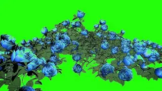 green screen blue rose effect