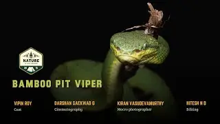 BAMBOO PIT VIPER #wildlife #karnataka #animal #snake #forest #nature #reptile #youtube #knowledge