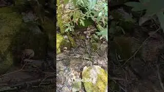 flint mountain shelter water source #at2023