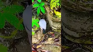 A Java Sparrow bird in your home garden is always a pleasant surprise #orissa #house sparrows#viral
