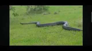 gigantic python encounter #python #forest #gigantic #nature #horrorshorts