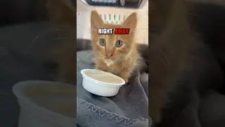 Kitten rescued from storm drain