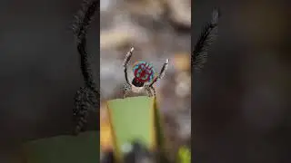 Peacock Spider's Amazing Dance! 🕷️ Meet Maratus Bubo and Its Stunning Courtship Display