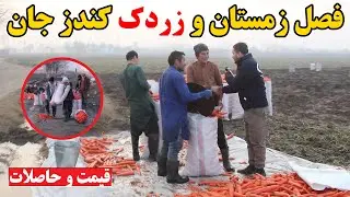 فصل زمستان و بازار گرم زردک کندز جان | افغانستان ما | Winter season and carrots in Kunduz province