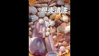 贝壳清洗 洗完晾干突然觉得北海市区捡的贝壳也挺好看👀看到最后#大海的馈赠 #治愈系 #贝壳 #海边生活 #北海