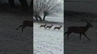 Zimowe spotkanie z chmara jeleni byk&oacute;w #jelen #chmara #zima #byki #deer #zhody #polowanie #zbior&oacute;wka