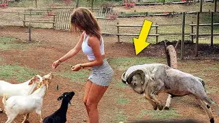 The Most Amazing Crazy Goat Attacks Ever Caught On Camera