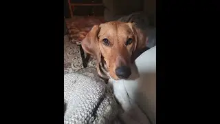 Meet Dixie, a friendly and playful foxhound looking for love in Rhodes, Iowa.